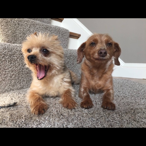 Meet your Posher, Ron - Picture 1 of 1